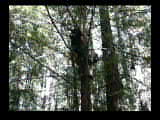 more_tree_climbing